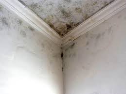 Mold Odor Removal Services in Kekoskee, WI